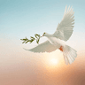 Gitee Darwish