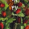 Babaduddin Farhadi