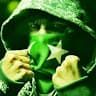 waqas mohamand