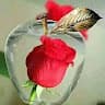 Sweet Life