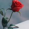 ZeroOne Wajid
