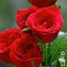 M Jawed Ahmadi