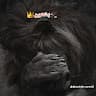 KiNG PASHTON
