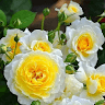 Nowshad Ali