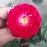 hamid afghan