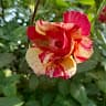 Maiwand. online
