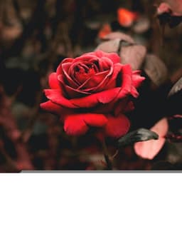 M Shahid