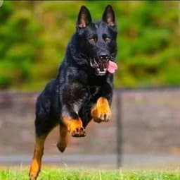 Lucky Qasim