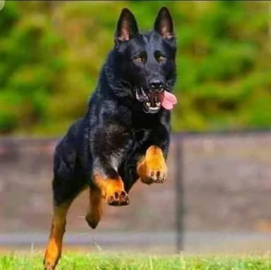 Lucky Qasim