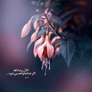 Mohammad Mustafa